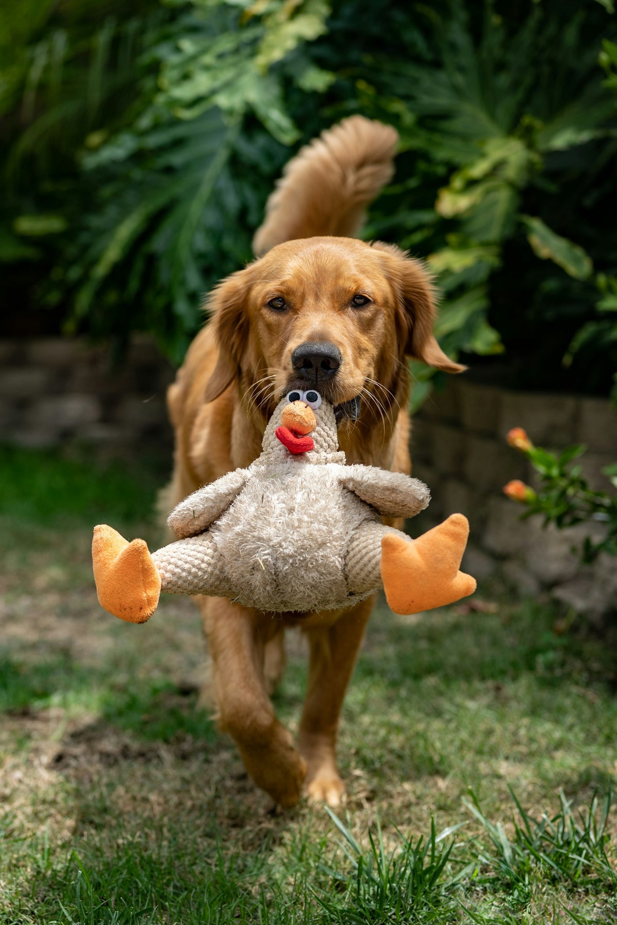 Chiot golden retriever mordant un jouet en peluche orange et blanc sur l'herbe
