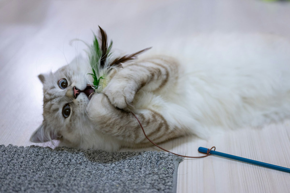 Chat jouant avec un jouet au sol