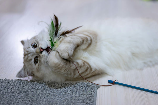 Chat jouant avec un jouet au sol