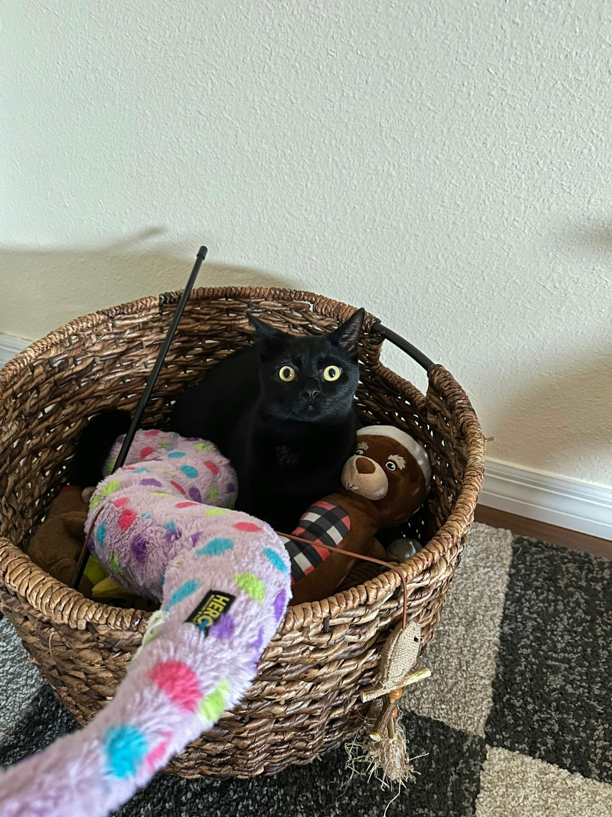 Chat noir assis dans un panier