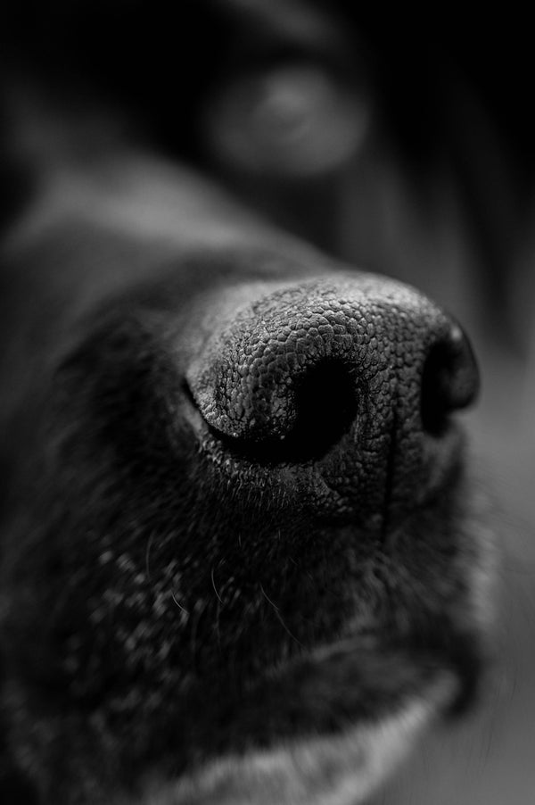 Truffe de chien en gros plan