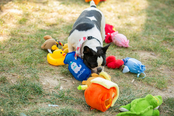 Chien joueur entouré de plusieurs jouets