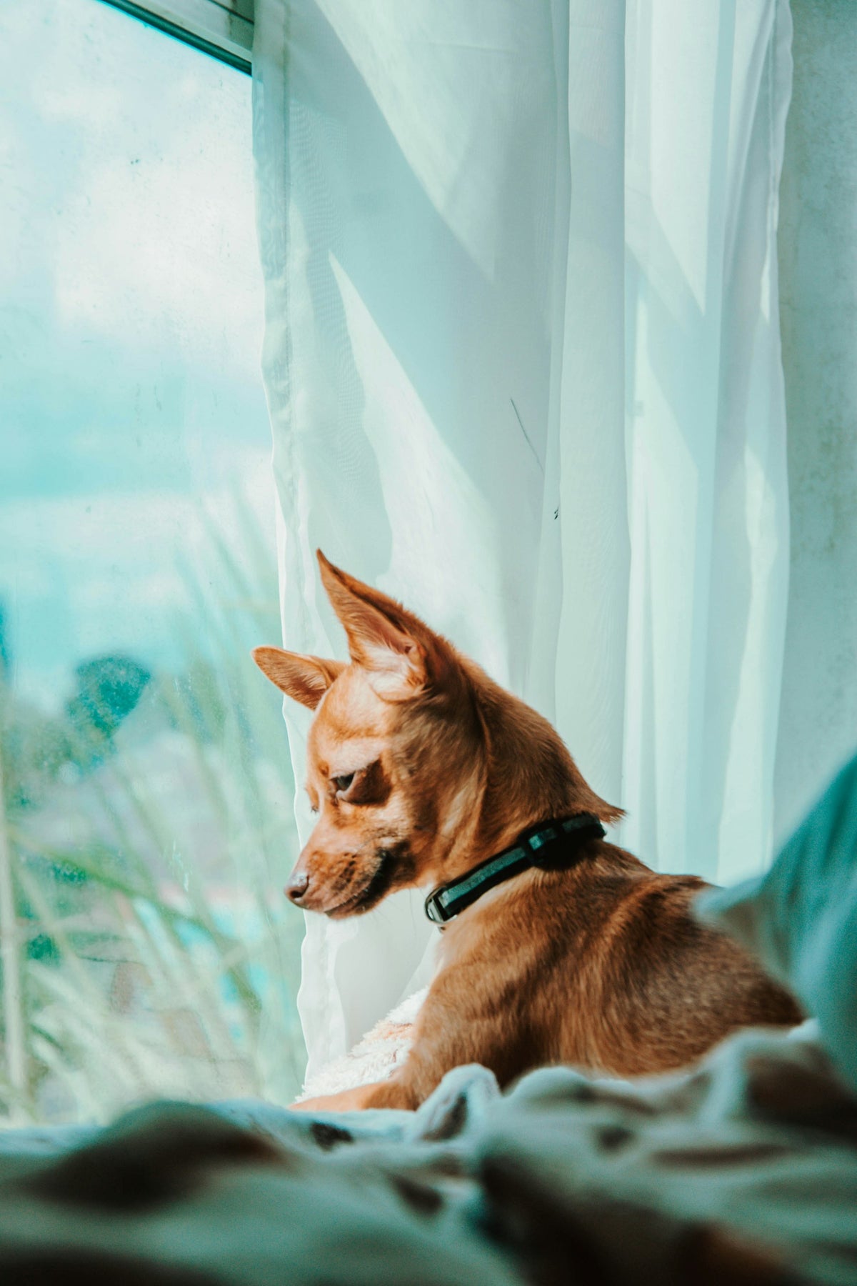 Petit chien regardant par la fenêtre à travers les rideaux
