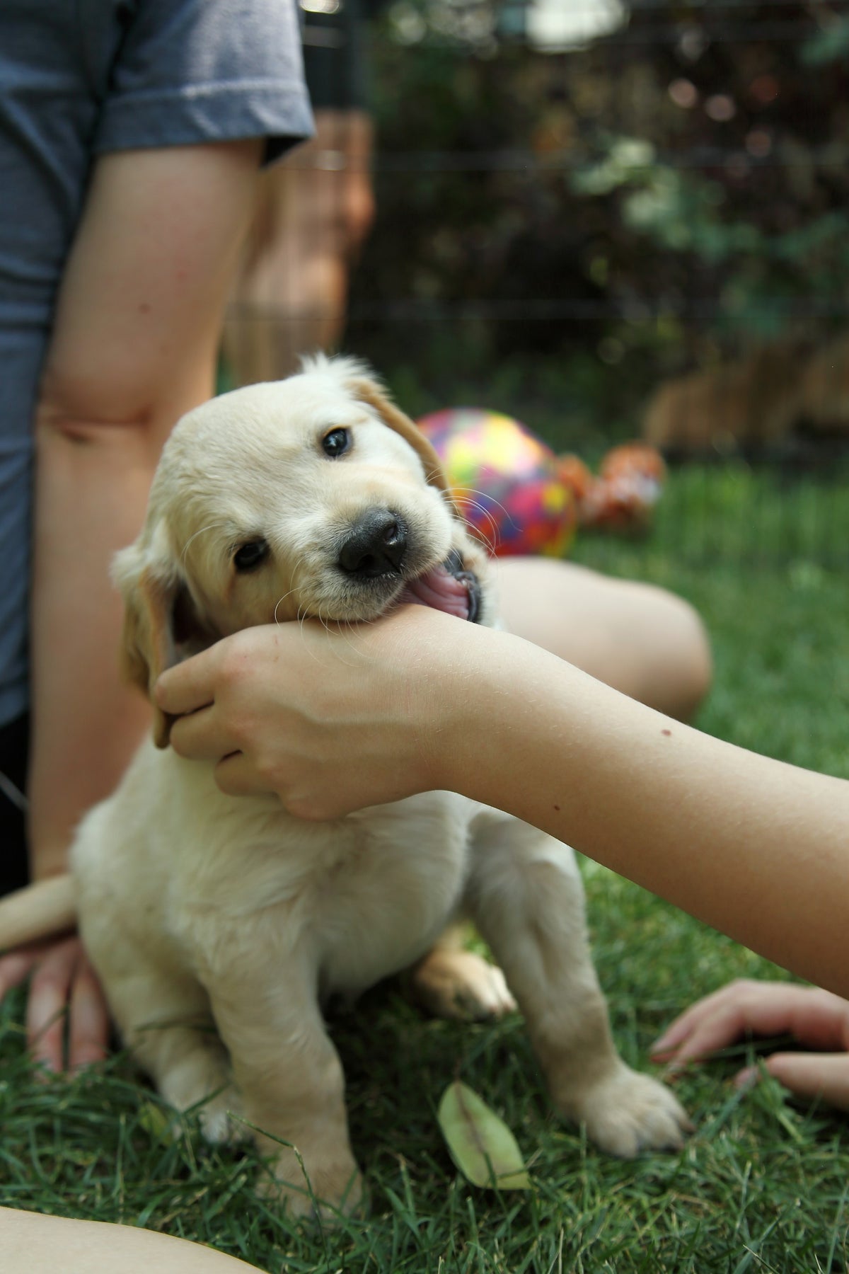 Chiot golden retriever mordillant la main d'une personne