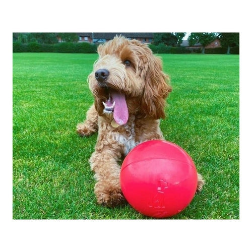 Jouet Boomer Bleu pour Chien (100 mm)