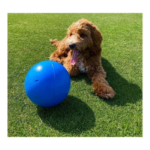 Jouet Boomer Bleu pour Chien (100 mm)
