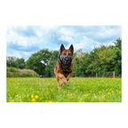 Muselière de Sécurité pour Chien