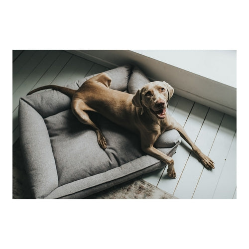 Canapé Hunter Prag Gris pour Chien (70 x 50 cm)