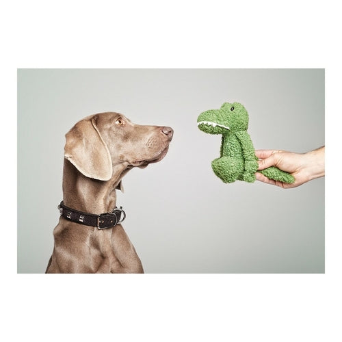 Peluche Crocodile Gloria Verte pour Chien