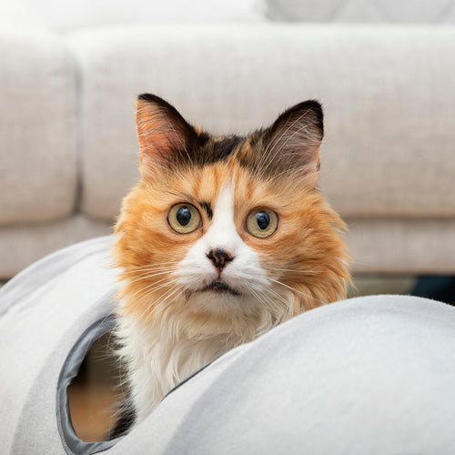 Tunnel Pliable Funnyl InnovaGoods pour Chat