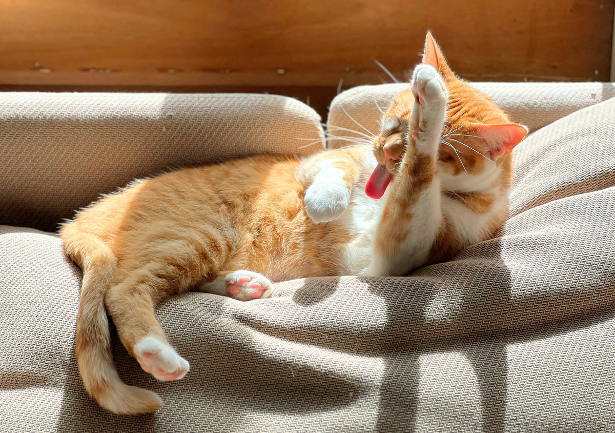 Hygiène pour Chat