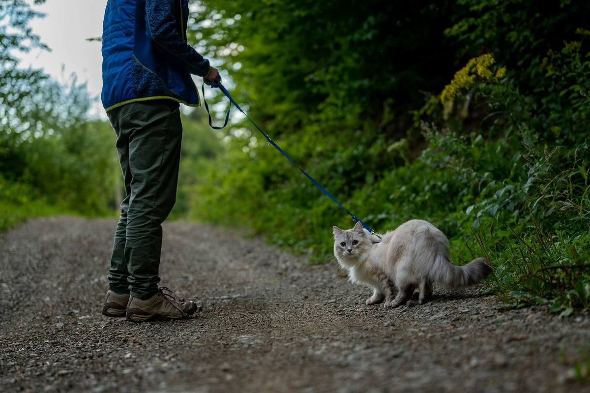 Sorties pour Chat