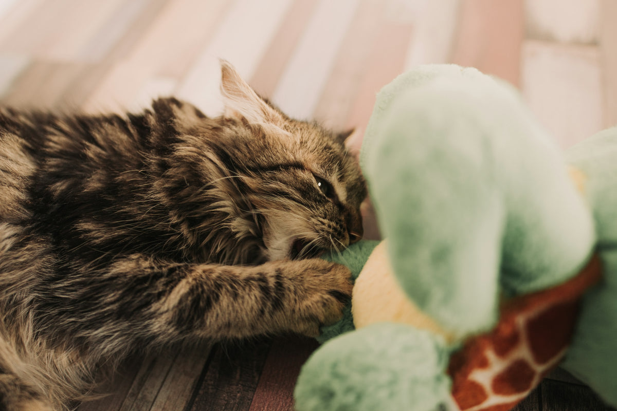 Jouets pour Chat