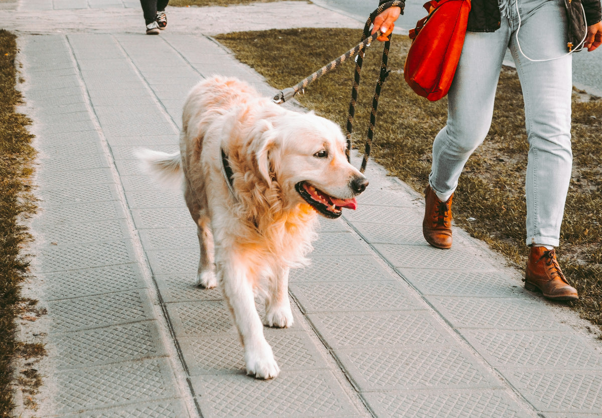 Sorties pour Chien