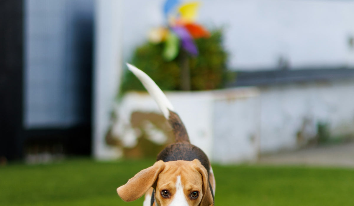 Jouets pour Chien