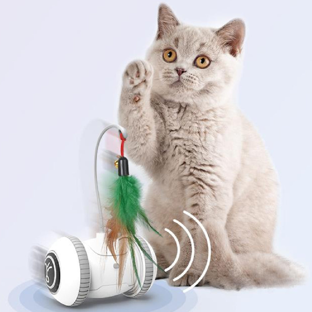 Corde pour Chat