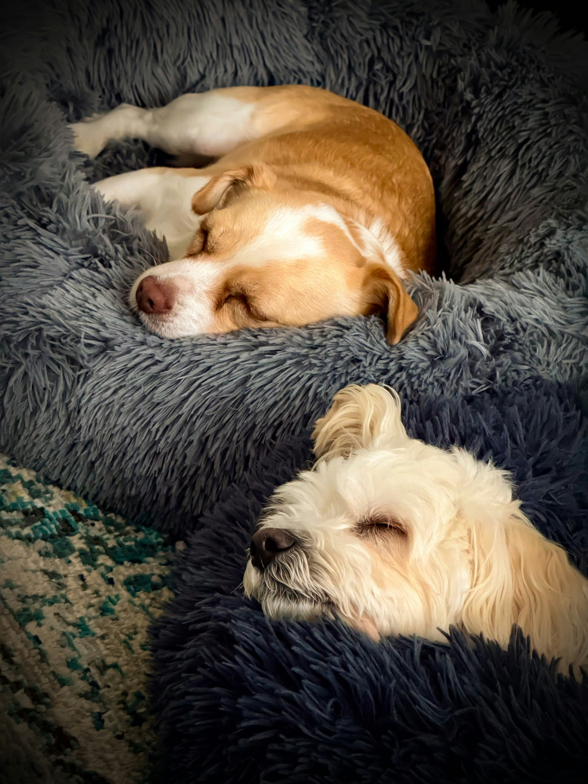 Sommeil pour Chien